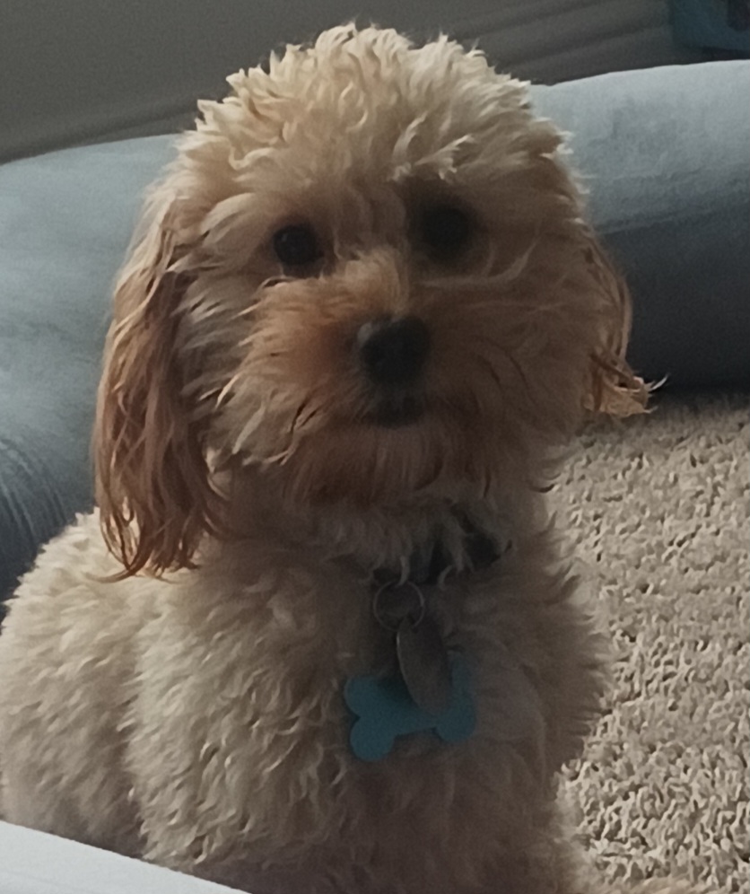 Profile photo of Jazzy